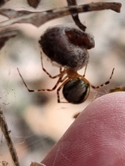 Cryptachaea veruculata