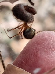 Cryptachaea veruculata