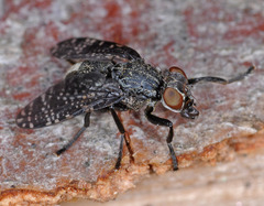 Platystoma