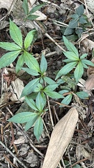 Rauvolfia verticillata