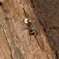 Polyrhachis daemeli