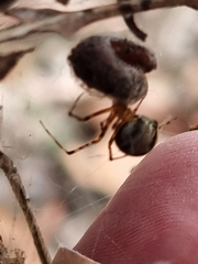 Cryptachaea veruculata