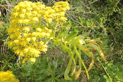 Aeonium arboreum