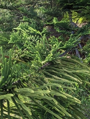 Araucaria heterophylla