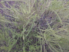 Lespedeza cuneata