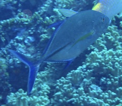 Caranx