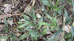Ichnanthus pallens
