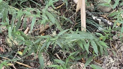 Ichnanthus pallens