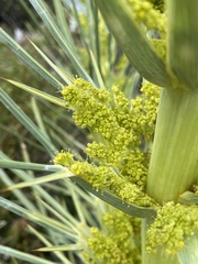 Aciphylla scott-thomsonii