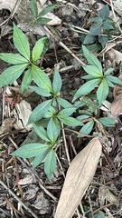 Rauvolfia verticillata