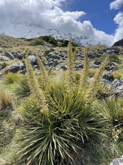 Aciphylla