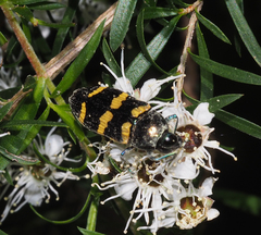 Castiarina rectifasciata