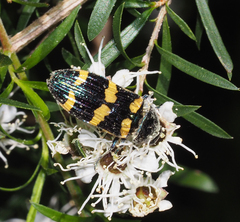 Castiarina rectifasciata