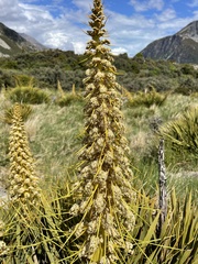 Aciphylla