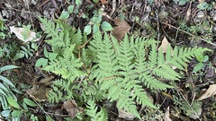 Tectaria devexa