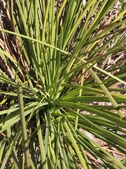 Xanthorrhoea preissii