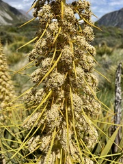 Aciphylla