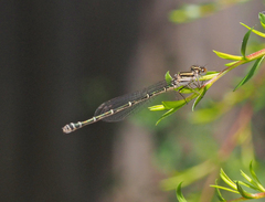 Austroagrion watsoni