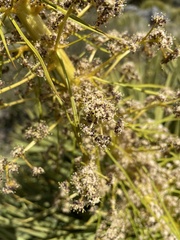 Aciphylla