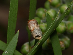Spilonota constrictana