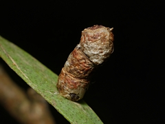 Spilonota constrictana