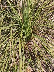Xanthorrhoea preissii