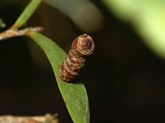Spilonota constrictana