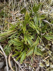 Aciphylla divisa