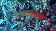 Pseudocheilinus octotaenia