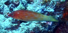 Pseudocheilinus octotaenia