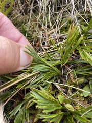 Aciphylla divisa