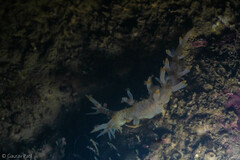 Bornella stellifera