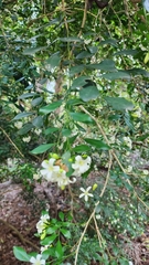 Murraya paniculata