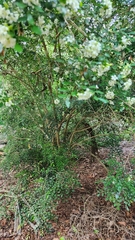 Murraya paniculata