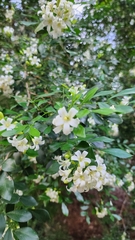 Murraya paniculata