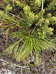 Aciphylla divisa