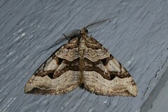 Xanthorhoe semifissata