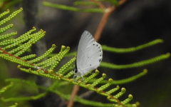 Candalides xanthospilos