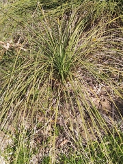 Xanthorrhoea preissii