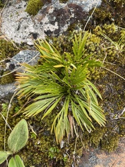 Aciphylla divisa