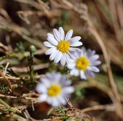 Brachyscome ciliaris