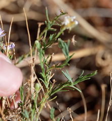 Brachyscome ciliaris