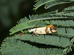 Oecophoridae