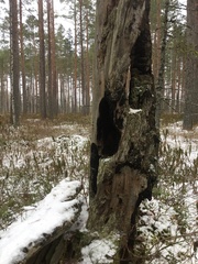 Parmeliopsis ambigua