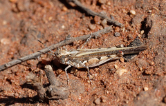 Pycnostictus seriatus