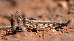 Pycnostictus seriatus