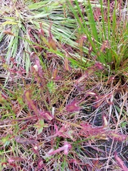 Drosera capensis