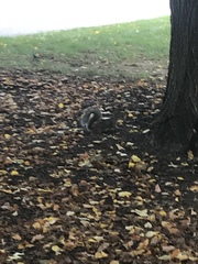 Sciurus carolinensis