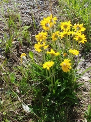 Papilio machaon aliaska