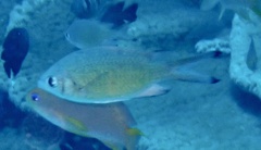 Chromis